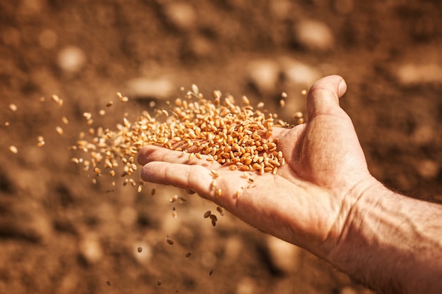 Foto la mano del sembrador con semillas de trigo.