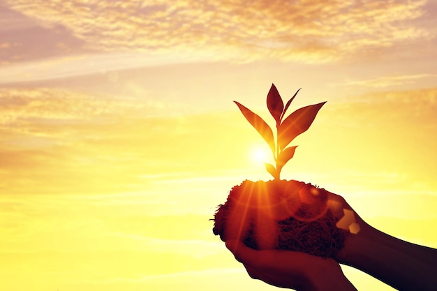 Mano de silueta sosteniendo un árbol pequeño para plantar en el cielo del atardecer