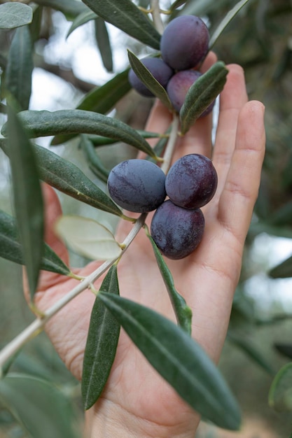 Foto mano sosteniendo aceitunas moradas griegas frescas un símbolo de bienestar