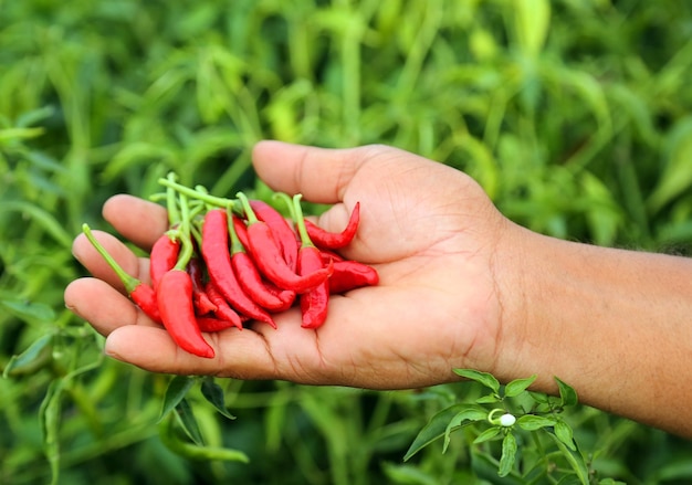 Mano sosteniendo algunos pimientos rojos en huerta