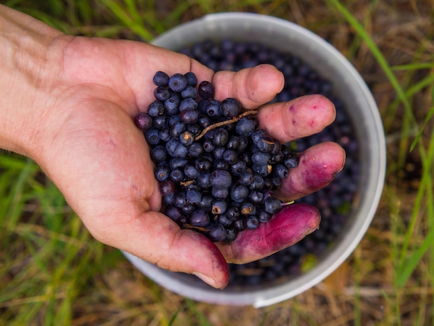 Foto mano sosteniendo arándano común fresco vaccinium myrtillus