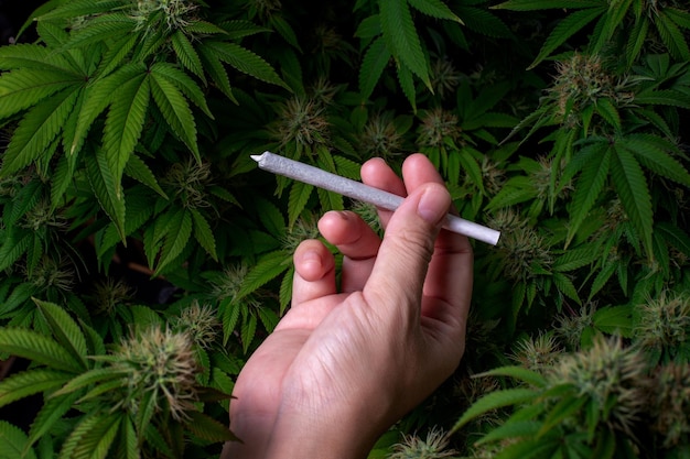 Foto mano sosteniendo una articulación larga y delgada de marihuana en el fondo de la granja de cannabis orgánico. centrarse en una articulación.