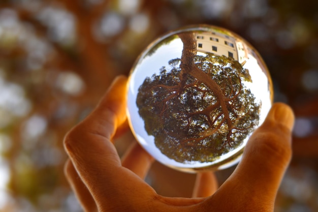 Una mano sosteniendo una bola de cristal con un árbol encima.