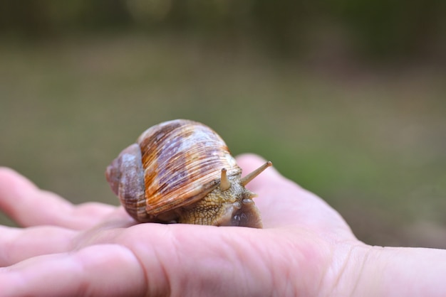 Foto mano sosteniendo un caracol de uva del bosque