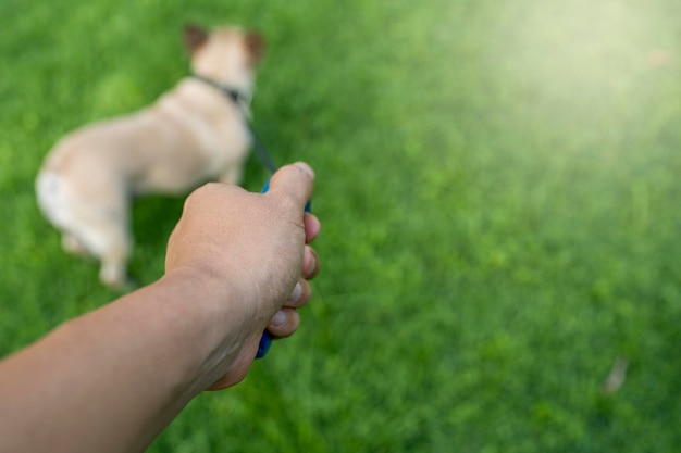 Mano sosteniendo correa de perro al aire libre