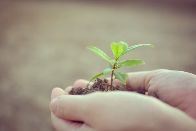 Mano sosteniendo el crecimiento del árbol naturaleza tierra fondo enfoque suave