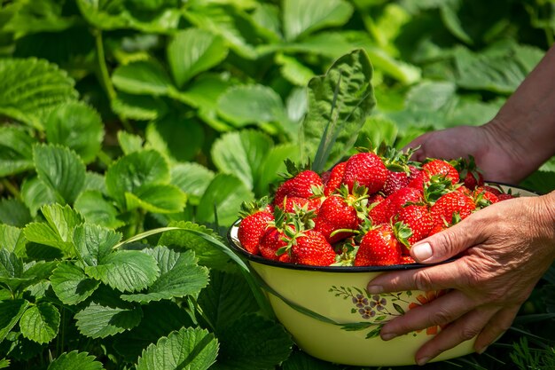 Una mano sosteniendo un cuenco blanco lleno de jugosa cosecha fresca madura de fresas sobre un fondo de hojas verdes. Naturaleza. Enfoque selectivo