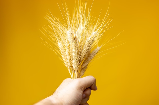 Mano sosteniendo espigas de trigo sobre un fondo amarillo