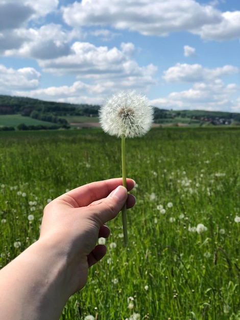 Foto la mano sosteniendo una flor de diente de león en el campo