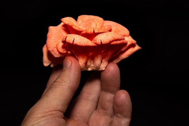 Una mano sosteniendo una flor naranja.