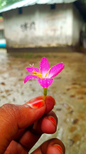 Una mano sosteniendo una flor rosada