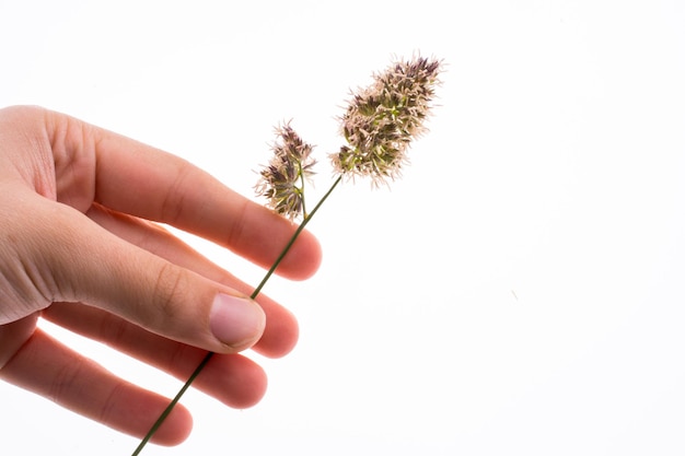 Mano sosteniendo una flor