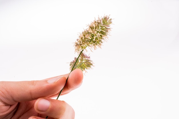 Mano sosteniendo una flor