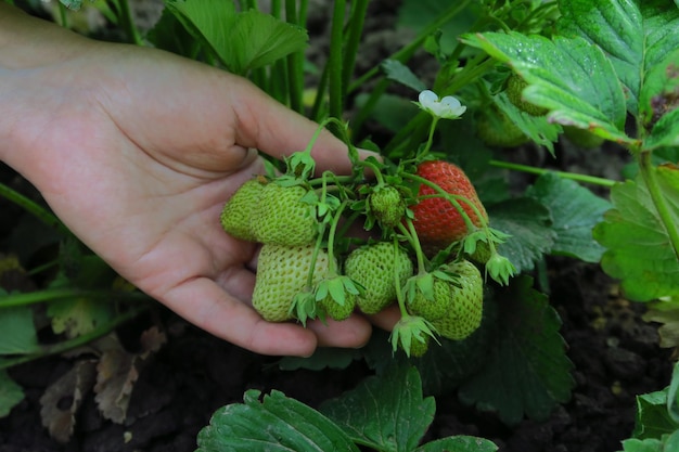 mano sosteniendo una fresa verde inmadura con flores en un arbusto de fresa en el jardín