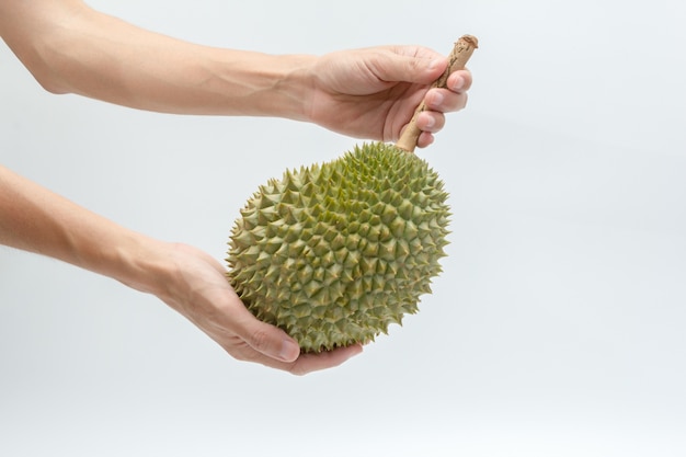 mano sosteniendo fruta durian madura sobre fondo blanco