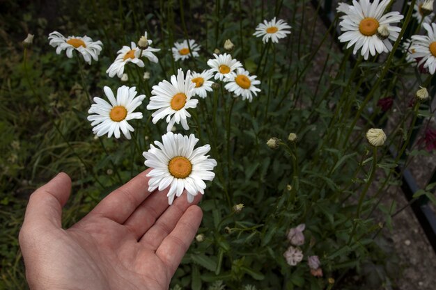 Foto mano sosteniendo hermosas margaritas