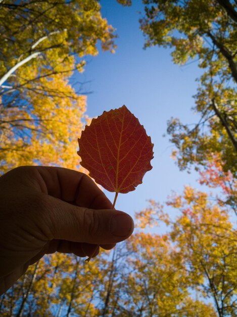 Foto mano sosteniendo una hoja de álamaro blanco en el fondo al aire libre