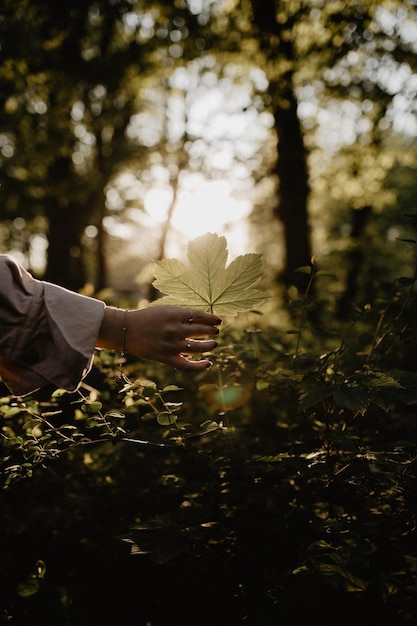 Foto la mano sosteniendo una hoja de arce en el bosque