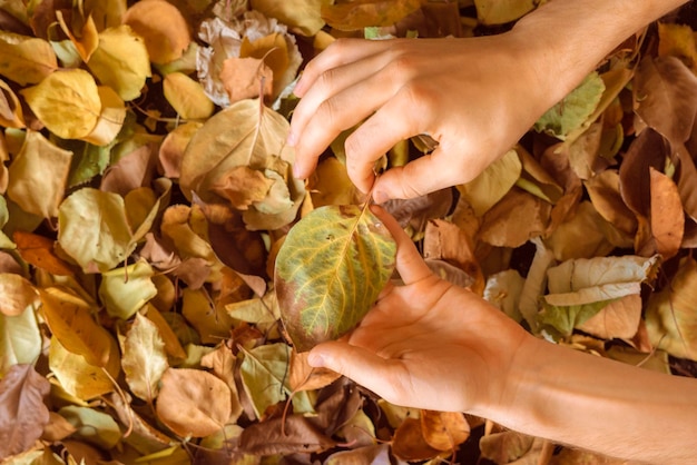 Mano sosteniendo una hoja colorida de otoño caída en el suelo