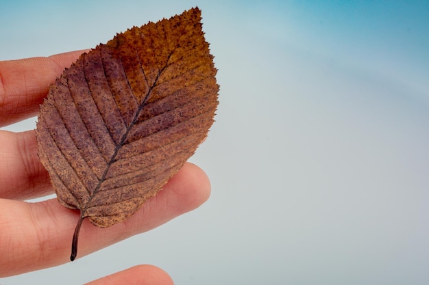 Mano sosteniendo una hoja seca de otoño sobre un fondo blanco.