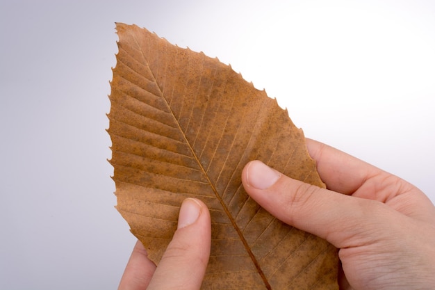 Mano sosteniendo una hoja seca de otoño sobre un fondo blanco.