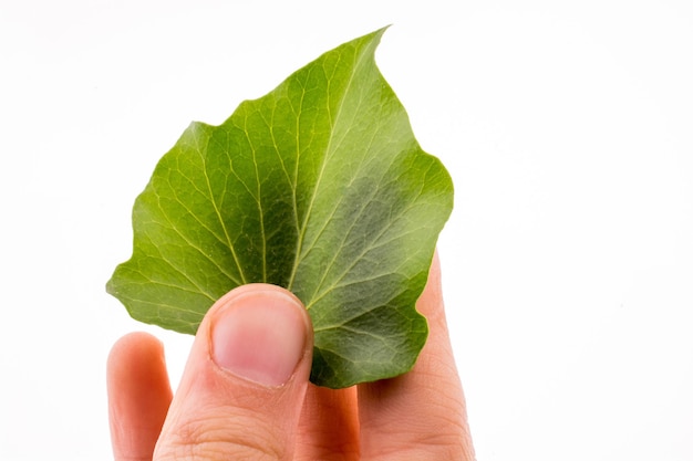 Mano sosteniendo una hoja verde