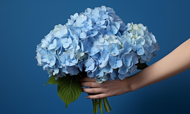 La mano sosteniendo hortensias azules sobre un fondo azul