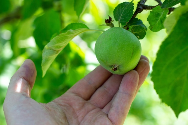 mano sosteniendo una manzana verde en una rama