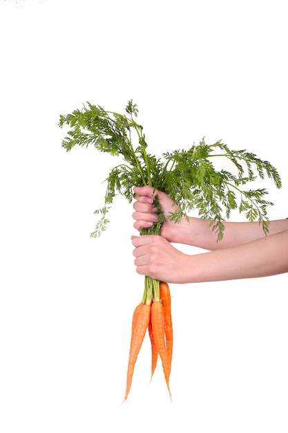 Mano sosteniendo un montón de zanahorias en blanco