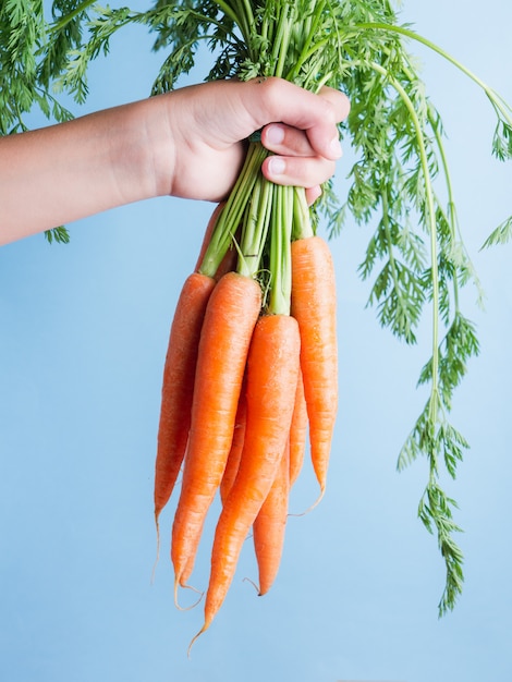 Mano sosteniendo un montón de zanahorias frescas