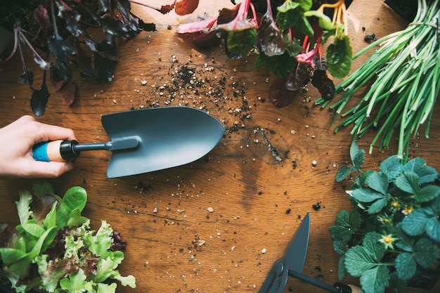 Mano sosteniendo una pala de huerto Herramientas de jardinería con plántulas Huerto orgánico urbano