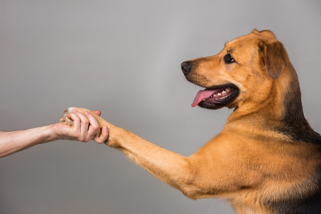 Mano sosteniendo una pata de perro