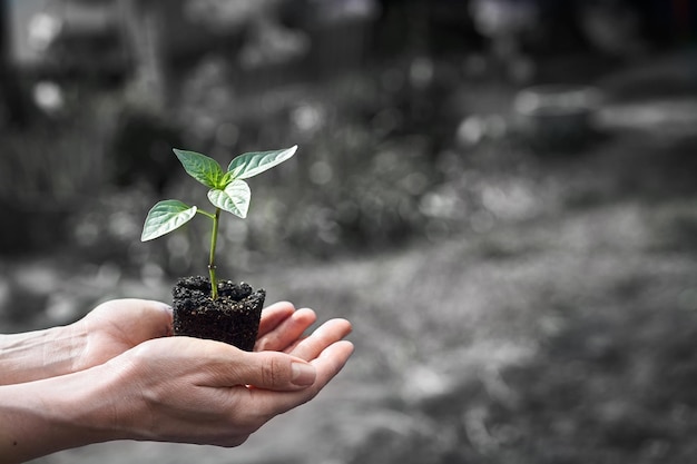 Mano sosteniendo planta joven en desenfoque concepto de naturaleza verde día de la tierra ecológica