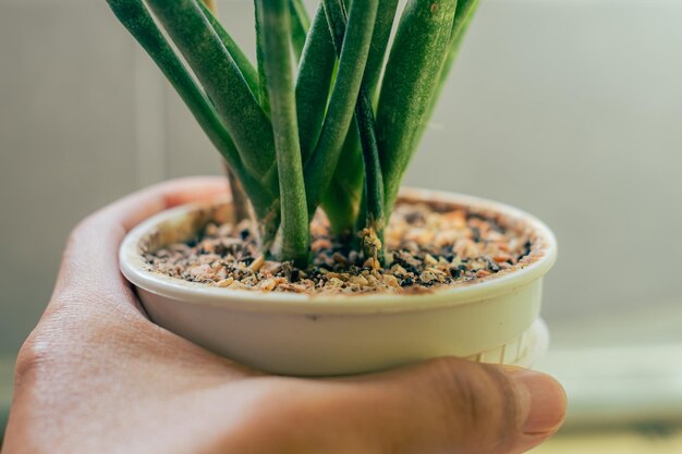Foto mano sosteniendo una planta en maceta