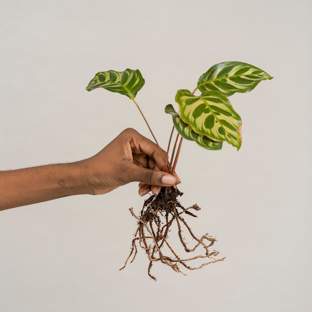 Mano sosteniendo una planta de pavo real