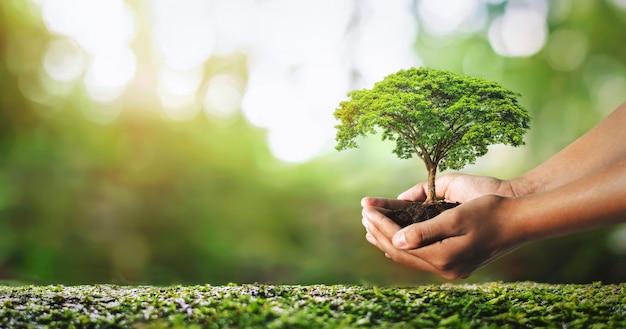 Mano sosteniendo la planta que crece sobre fondo verde con sol