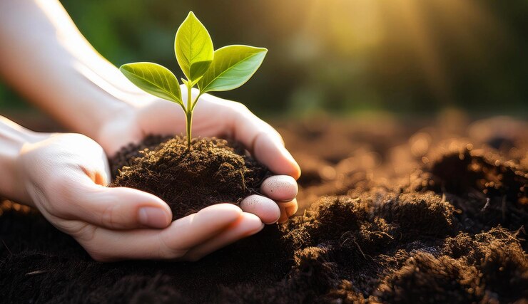 Foto una mano sosteniendo una planta con el sol detrás de ella