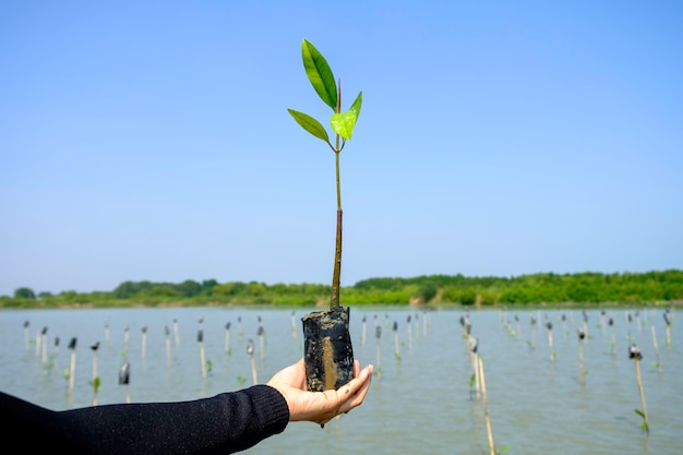 Mano sosteniendo y plantando nuevo árbol con agua verde y fondo de cielo azul