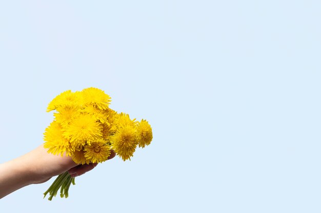 Mano sosteniendo un ramo de flores amarillas de diente de león en la mano sobre un fondo azul, copie el espacio. Flores silvestres de primavera brillante.