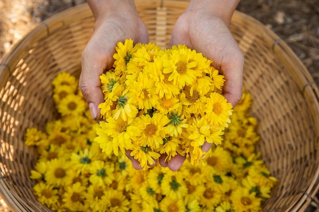 Mano sosteniendo un ramo de flores de crisantemo en una canasta preparándose para hacer té