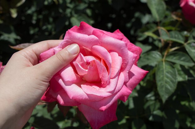 Mano sosteniendo una rosa en un jardín de rosas