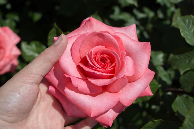 Mano sosteniendo una rosa en un jardín de rosas