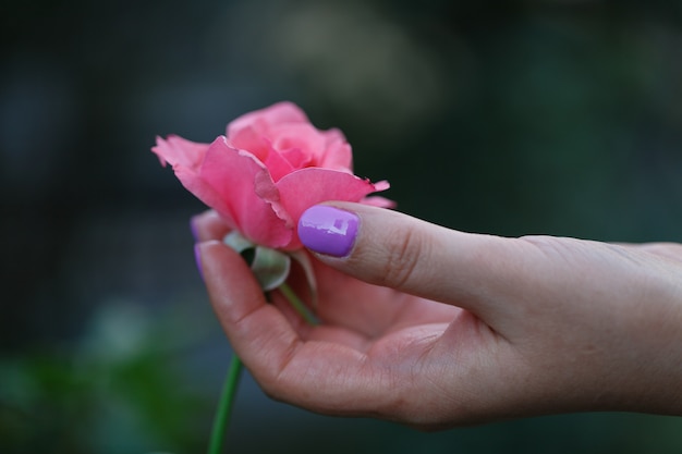 Mano sosteniendo una rosa roja en el jardín