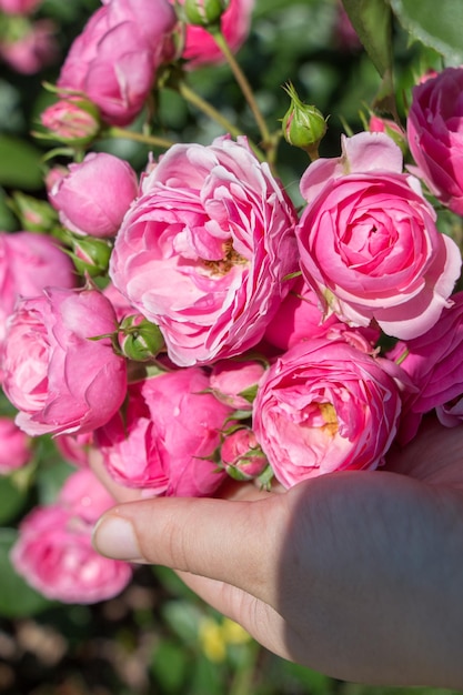 Mano sosteniendo rosas en un jardín de rosas