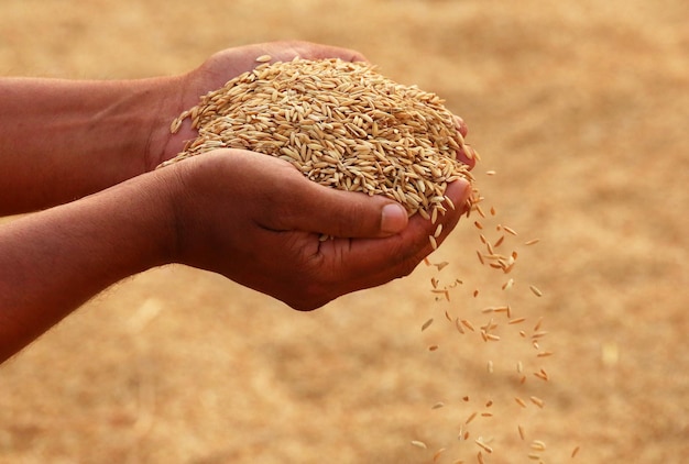 Mano sosteniendo semillas de arroz dorado en el subcontinente indio