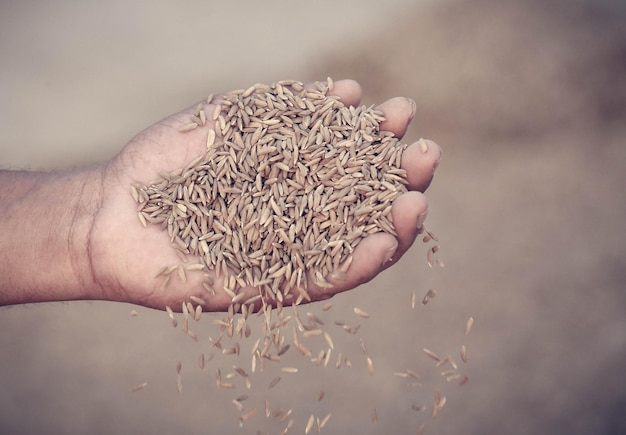 Mano sosteniendo semillas de arroz dorado en el subcontinente indio