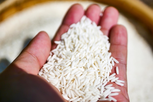 Mano sosteniendo semillas de arroz secas