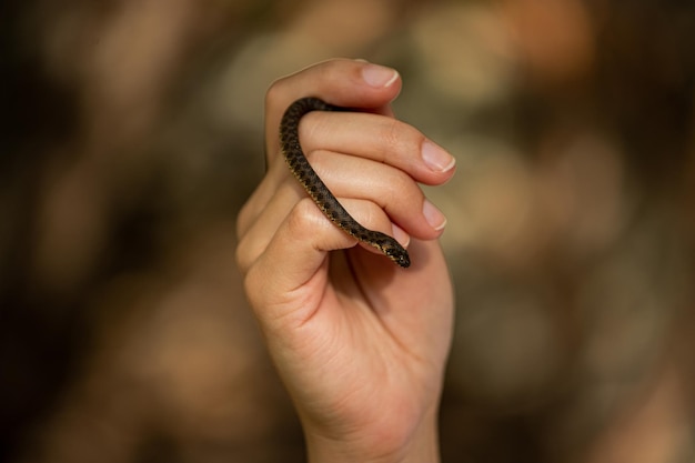 Una mano sosteniendo una serpiente que está a punto de morderla