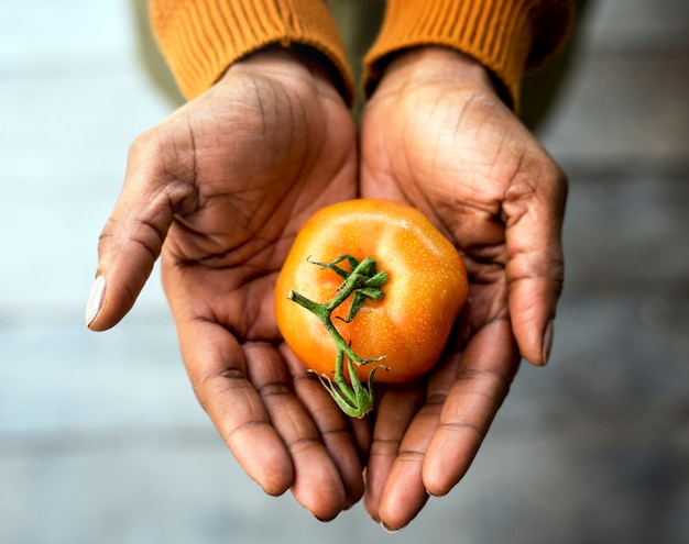 Mano sosteniendo tomate naturaleza producto