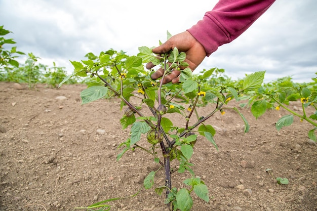 Mano sosteniendo un tomatillos orgánicos en el campo